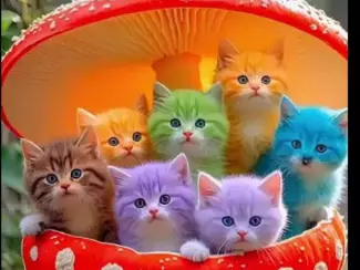 Little beautiful cat 😺